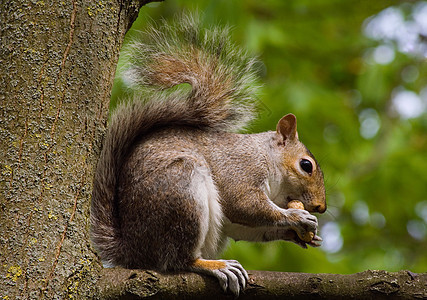 吃松松鼠棕色森林荒野哺乳动物食物灰色松鼠栗鼠毛皮生物图片