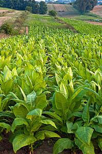 烟草工厂农场种植园场地绿色植物树叶图片