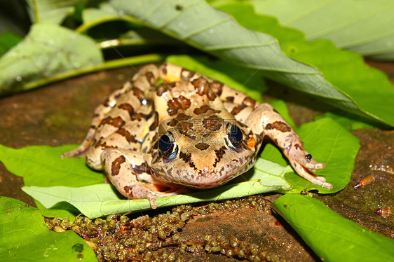 拉纳动物学野生动物生物学公园沼泽林蛙眼睛植被疱疹两栖动物图片