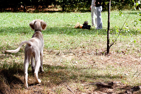 等待猎犬宠物绿色尾巴晴天黑色食肉公园阳光小狗动物图片