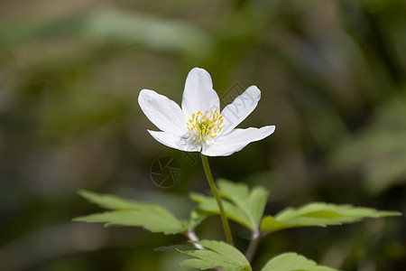 阿内蒙植物植物学白色花瓣宏观植物群图片