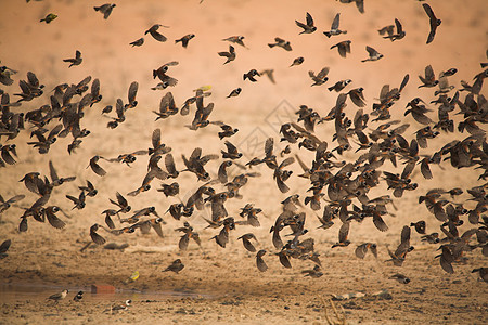 鸟圈翅膀运动动物飞行速度图片