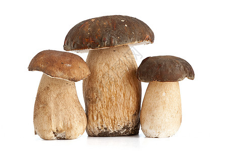 布列塔斯蘑菇食物棕色季节性团体烹饪荒野菌类木头饮食图片
