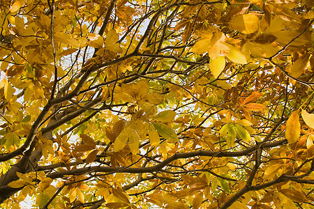 秋天的树叶环境森林黄色叶子季节分支机构公园图片