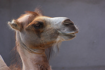 骆驼的头图片