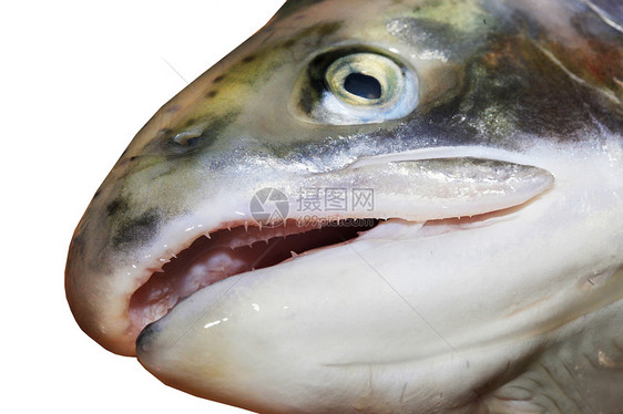 鲑鱼头眼睛盘子营养蔬菜食谱白色食物鳟鱼海鲜饮食图片