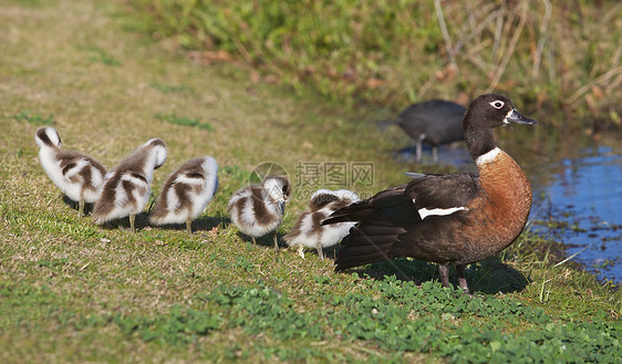 Shelduck 鸭子野生动物小鸭子兄弟姐妹羽毛刺猬新生动物团结生活鸟类图片