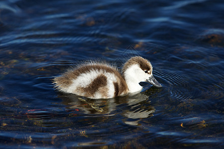 Shelduck 鸭子羽毛小鸭子游泳鸟类野生动物新生动物池塘生活刺猬图片