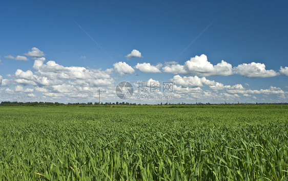 绿作物和蓝天空背景田地图片