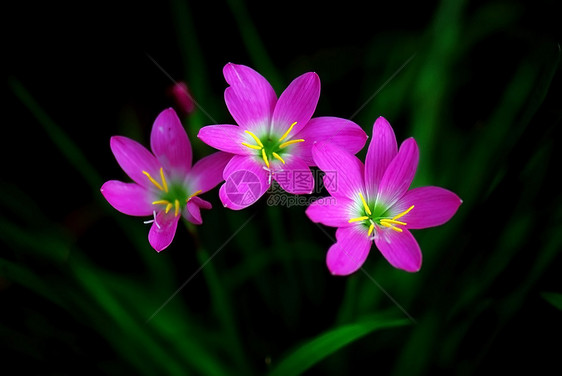 叶形兰花植物黄色韭葱粉色图片