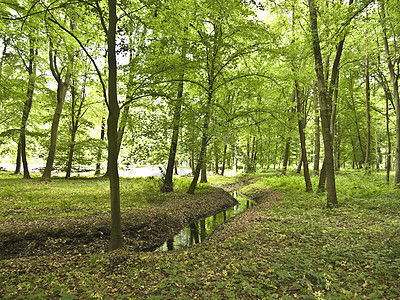 在公园里散步旅行森林树叶假期场地季节全景城市分支机构旅游图片