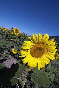 托斯卡纳草地上的向日葵农场花瓣场景晴天生长阳光天空农村太阳橙子图片