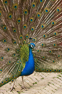 孔雀显示羽毛吸引力展示男性鸟类注意力白色舞蹈蓝色绿色图片