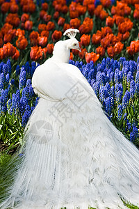 白孔雀红色吸引力花园郁金香羽毛展示男性绿色公园孔雀图片