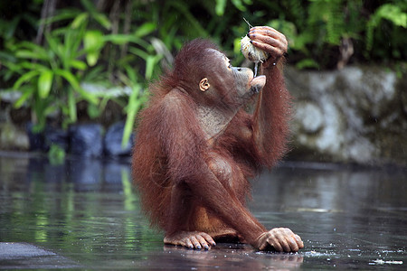 年轻猩猩橙子野生动物森林濒危荒野灵长类头发雨林哺乳动物毛皮图片