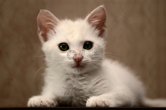 可爱的小白小猫3图片