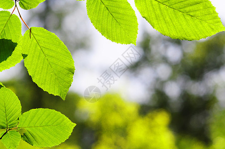 树叶和复制空间晴天环境生态植物绿色背景花园太阳框架公园图片