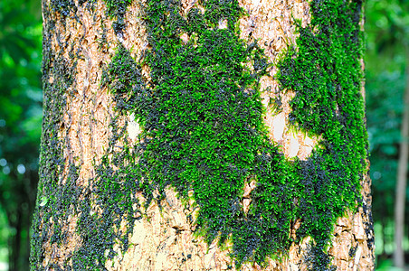 绿树绿色森林苔藓图片