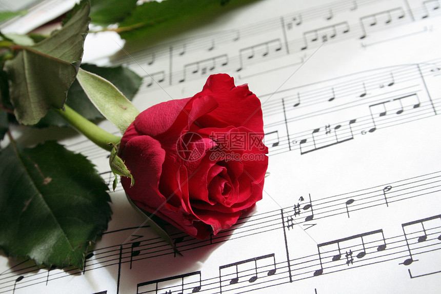 亲爱的玫瑰宽慰笔记仪器作家乐器前戏教学音乐图片