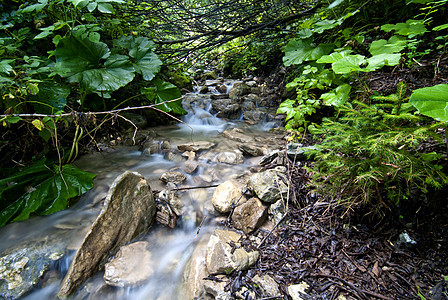 流水 多洛米特人阳光木头荒野瀑布叶子流动季节风景石头森林图片
