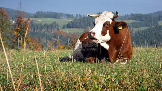 奶牛黑色牛奶叶子喇叭农民牛角挤奶工牧草农场森林图片