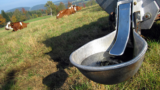 奶牛牛角牧场挤奶工叶子牛奶动物土地喇叭草地农场图片
