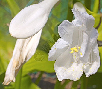 白花花植物植物群花瓣背景图片