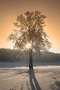 冬季树树木树梢森林太阳雪堆毯子飞檐牧歌针叶溪流图片