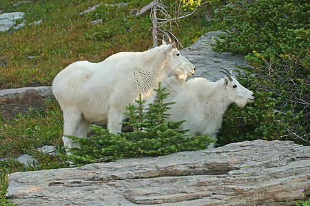 山羊国家白色动物野生动物喇叭荒野冰川孩子牛角哺乳动物图片