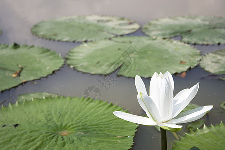 白水百合荒野植物季节池塘冥想公园美丽花园植物学荷花图片