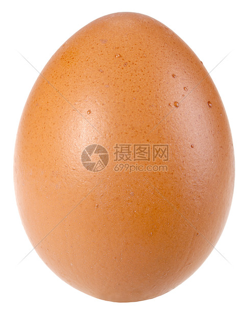 只有一个棕色鸡蛋照片橙子宏观空白脆弱性摄影母鸡椭圆白色工作室图片