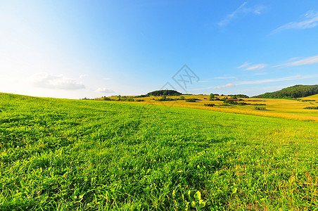 Swabian alb的夏日野花农业生长草地蓝天场地乡村图片