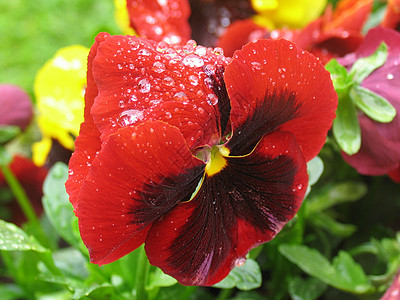 雨后红菊花图片