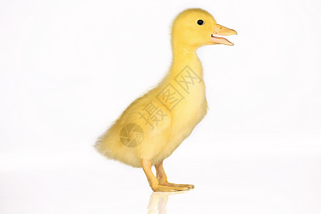 可爱的黄鸭毛皮小鸭子动物黄色鸭子婴儿白色家禽账单图片