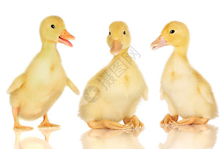 三只鸭子 被白的三只鸭子孤立图片