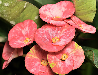 欢快热带粉红色军官花瓣荆棘生长绿色植物群植物房子图片
