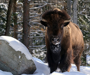 拜辛牛角棕色野生动物动物水牛哺乳动物图片