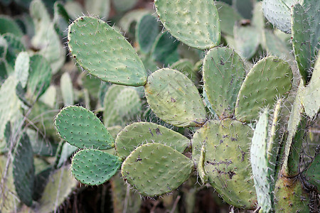 Tzabar 仙人掌 或刺痛的梨子沙漠石头叶子植物群干旱荆棘植物绿色图片