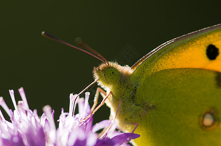 紫色草地花朵上的蝴蝶宏观居住环境鳞翅目生物学昆虫飞行植物动物群昆虫学图片