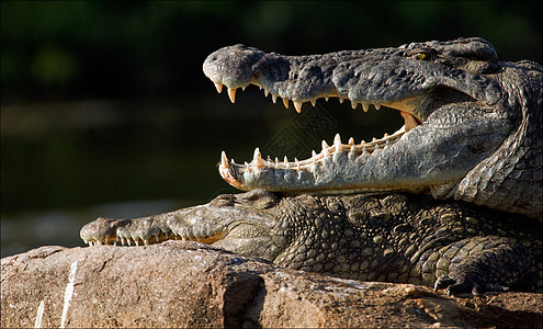 鳄鱼的嘴危险捕食者反射猎人爬行动物栖息地生物动物荒野野生动物图片