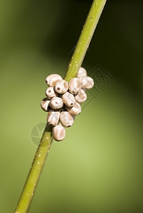动物卵形式棕色绿色植物幼虫宏观昆虫图片