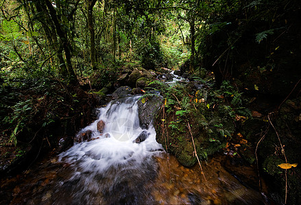 Bwindi森林瀑布 1图片