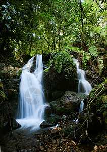 Bwindi森林的瀑布 2图片