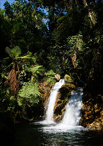 Bwindi森林的瀑布 3图片