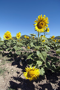 托斯卡纳的向日葵花草地生长向日葵晴天种植园地球天空叶子场地国家场景图片