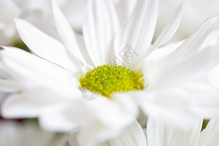 白菊花优雅植物季节摄影花瓣宏观花束绿色水平白色图片