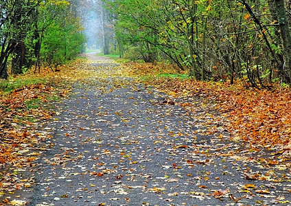 秋季公园树干叶子天气棕色生态水平树叶森林木头黄色背景图片
