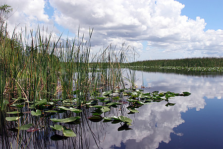 Everglades 国家公园观光荒野野生动物绿色锯齿草植物沼泽访问沼泽地多云图片