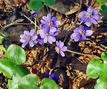 初春的花朵绿色生态春花棕色雄蕊天气花瓣森林紫色紫丁香图片