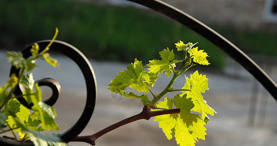 葡萄分支藤蔓植物群酒厂绿色葡萄园阳光植物植物学树叶农业图片
